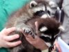 Die Feuerwehr Solingen rettete mehrere Waschbär-Babys von einem Vordach an der Oberstraße. (Symbolfoto: © Bastian Glumm)