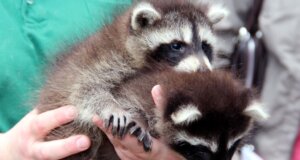 Die Feuerwehr Solingen rettete mehrere Waschbär-Babys von einem Vordach an der Oberstraße. (Symbolfoto: © Bastian Glumm)