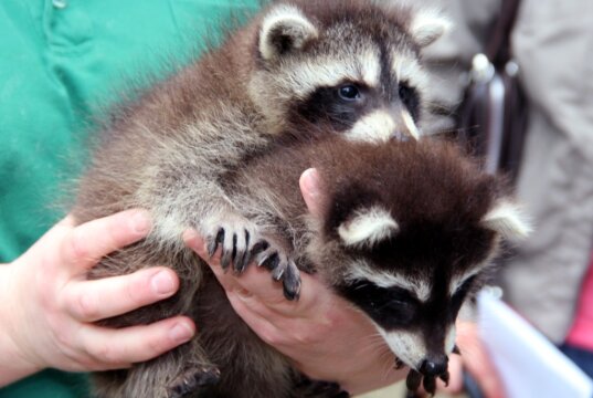 Die Feuerwehr Solingen rettete mehrere Waschbär-Babys von einem Vordach an der Oberstraße. (Symbolfoto: © Bastian Glumm)