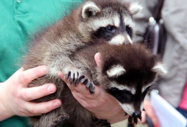 waschbaren-symbolfoto Die Feuerwehr Solingen rettete mehrere Waschbär-Babys von einem Vordach an der Oberstraße. (Symbolfoto: © Bastian Glumm)