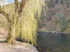 Die Wupper in Rüden. (Archivfoto: © Bastian Glumm)