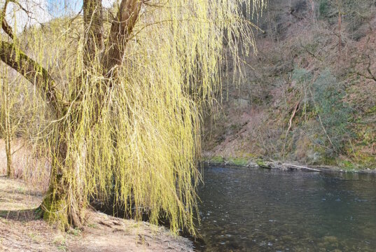 Die Wupper in Rüden. (Archivfoto: © Bastian Glumm)