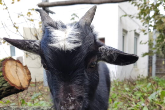 Wer kennt diesen kleinen Ziegenbock? Eingefangen wurde er auf der Düsseldorfer Straße, untergebracht ist er derzeit im Vogelpark. (Foto: © Solinger Vogel- und Tierpark)